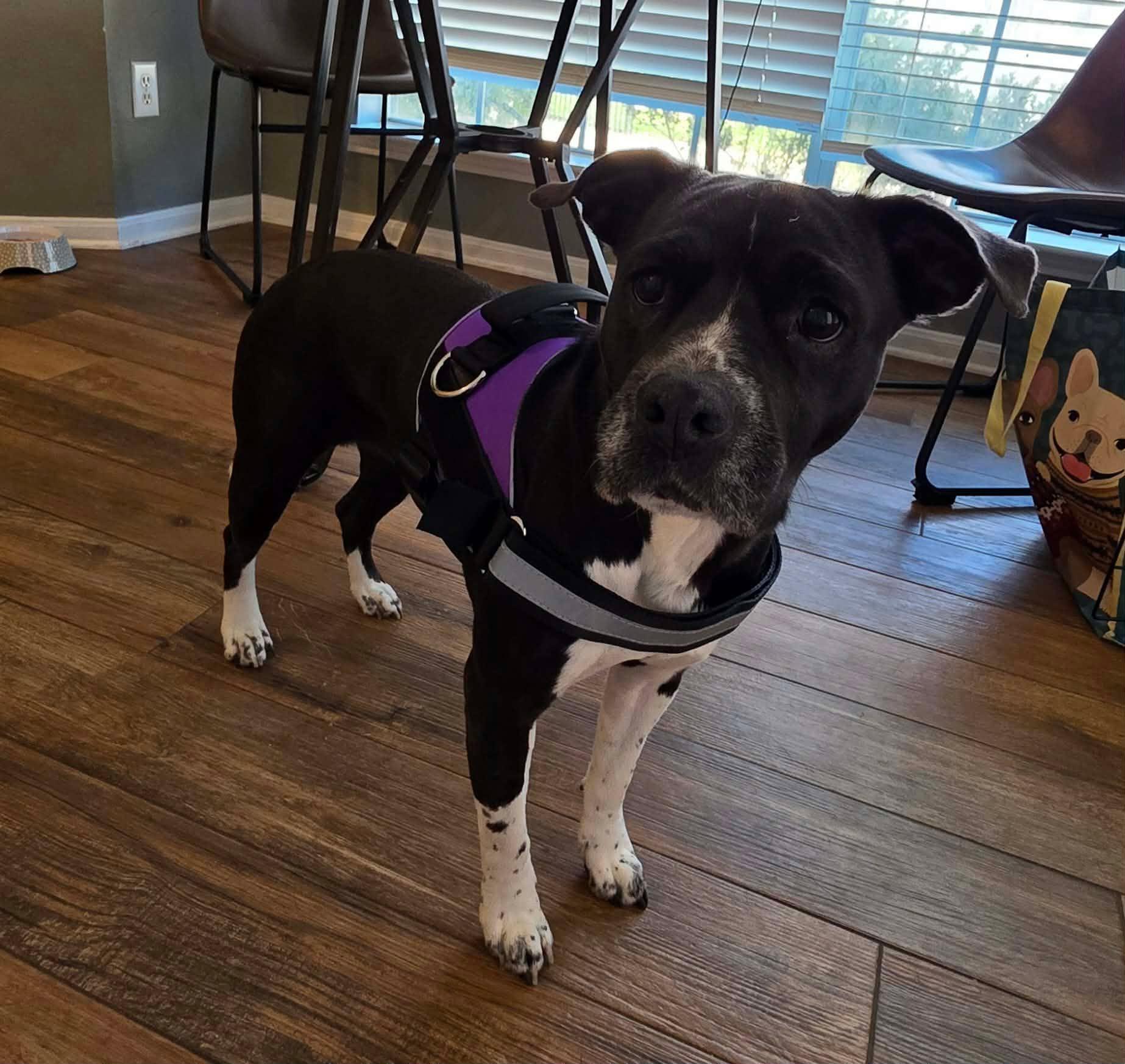 Enlarge Lulu, a Adoptable mixed breed in Houston, TX image 5/6