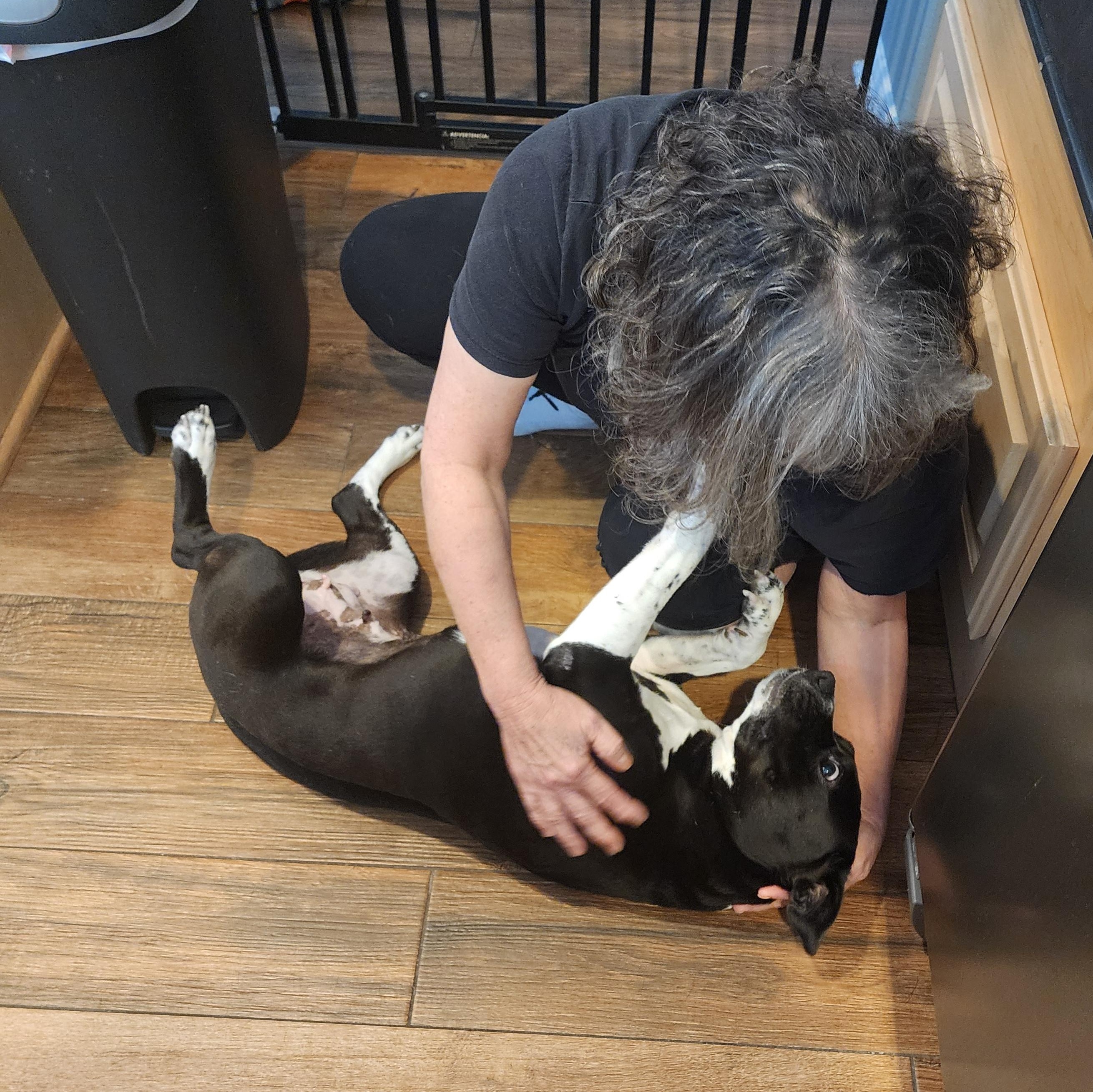 Enlarge Lulu, a Adoptable mixed breed in Houston, TX image 3/6