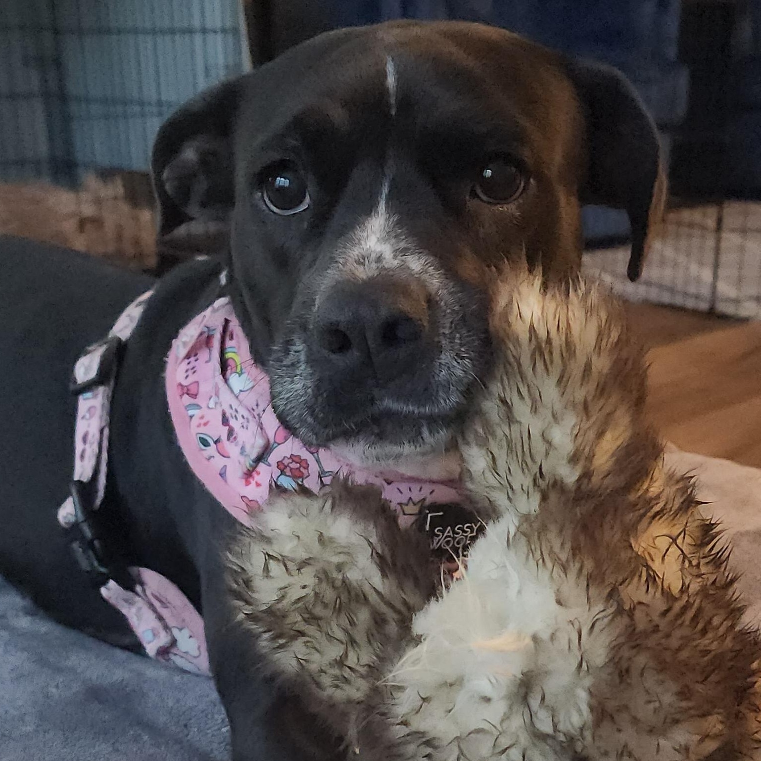 Lulu, Adoptable, Adult Female American Staffordshire Terrier & Chihuahua.