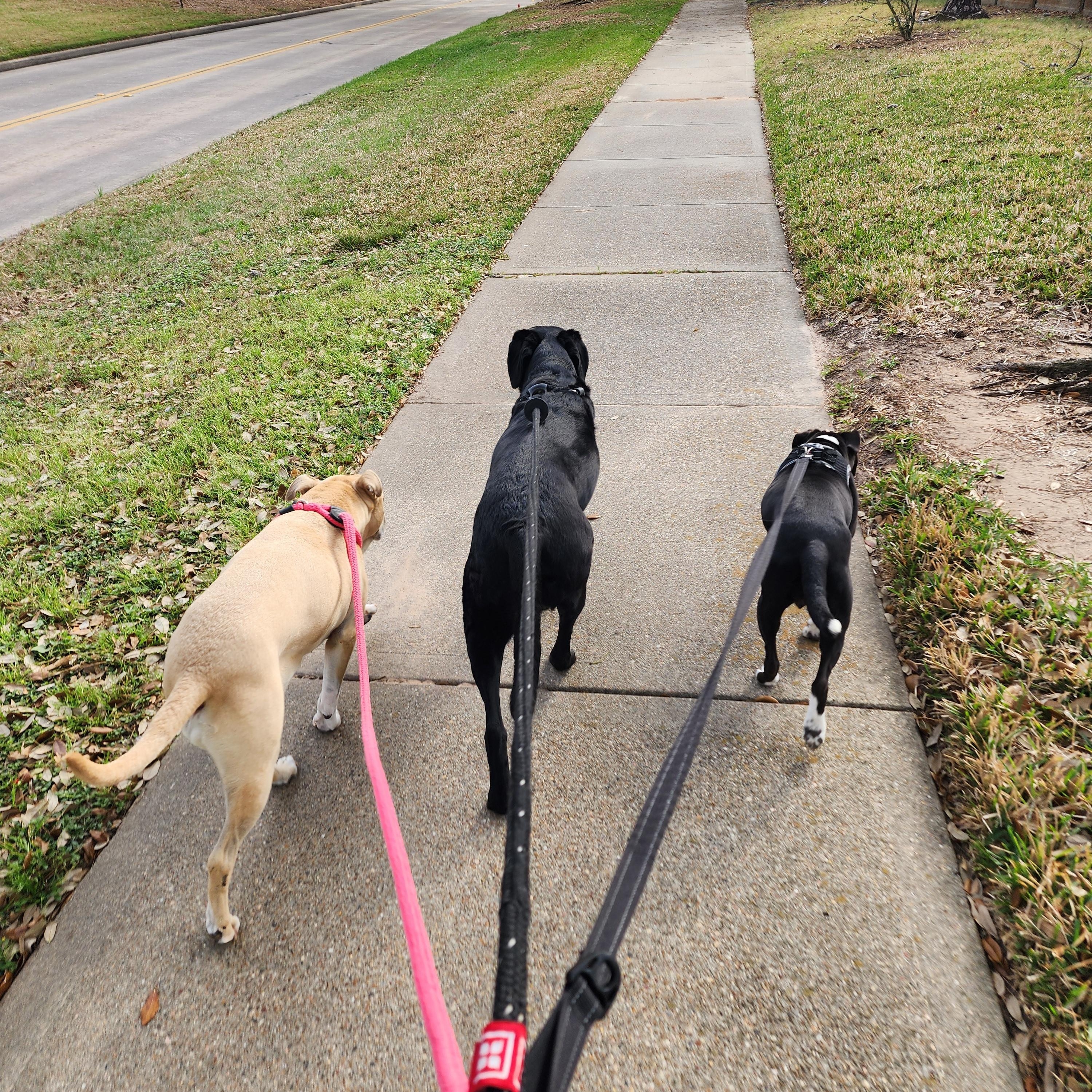 Enlarge Lulu, a Adoptable mixed breed in Houston, TX image 6/6