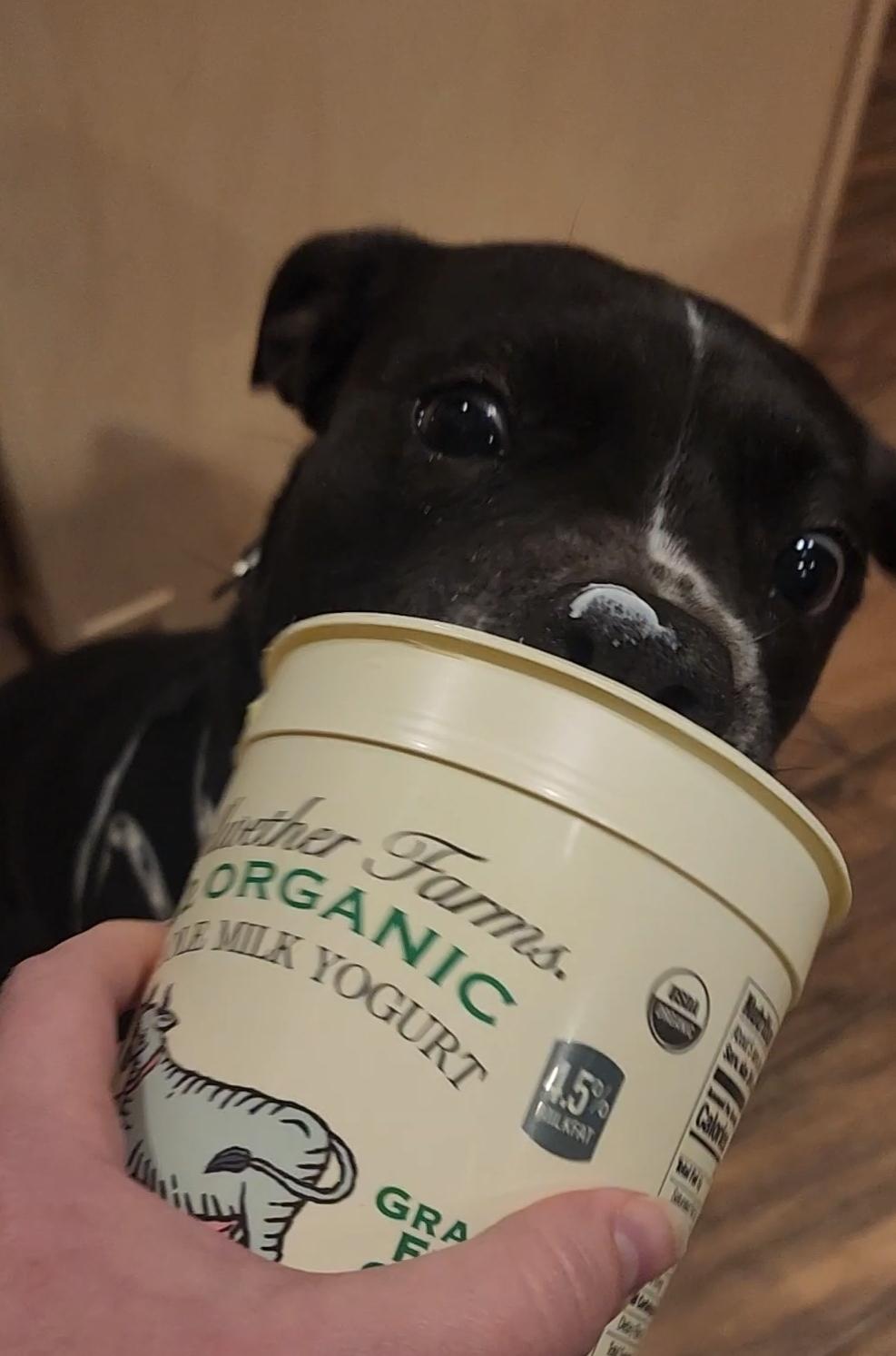 Enlarge Lulu, a Adoptable mixed breed in Houston, TX image 4/6