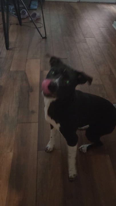 Enlarge Lulu, a Adoptable mixed breed in Houston, TX video 2/6