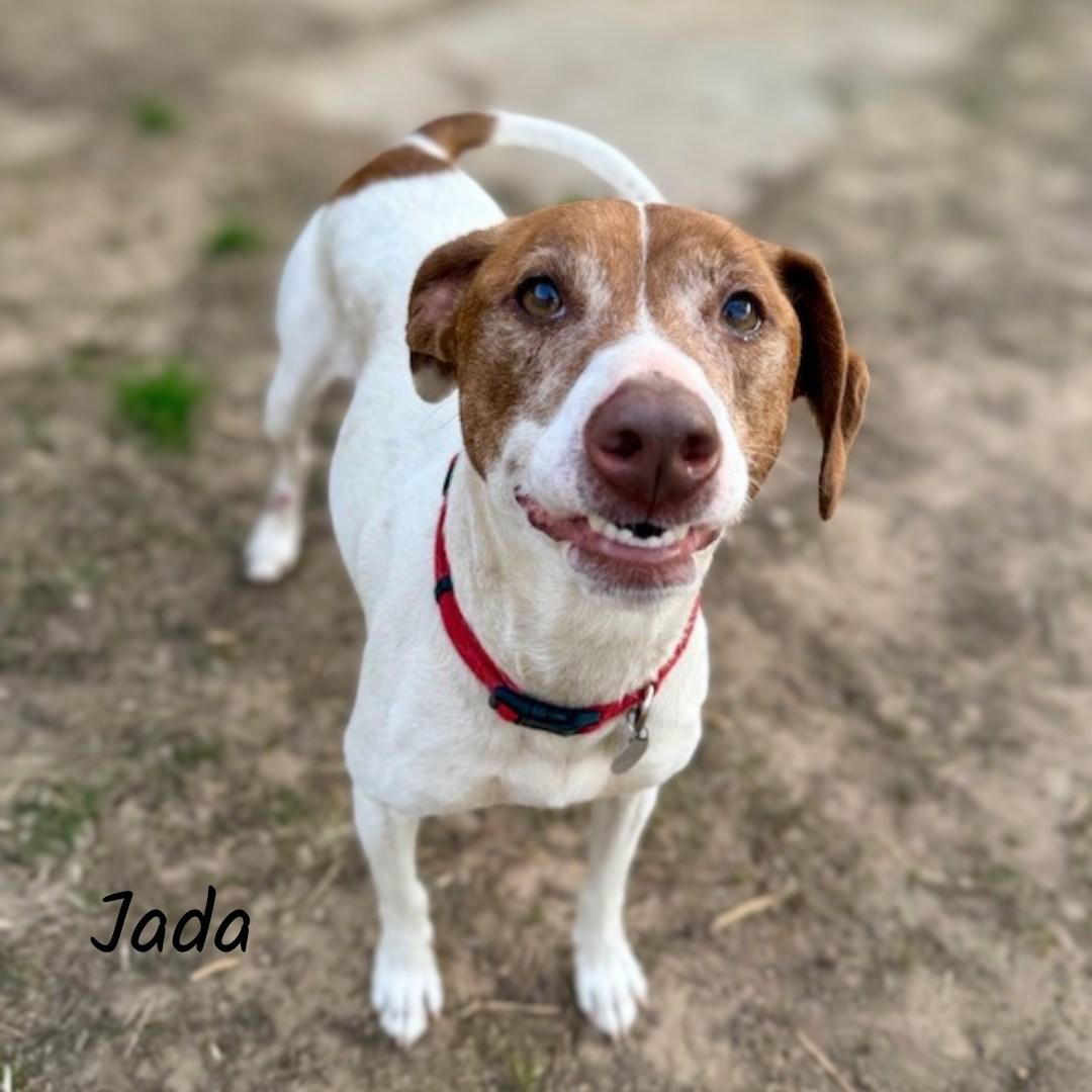 Jada, ADOPTABLE, Adult Female Terrier.