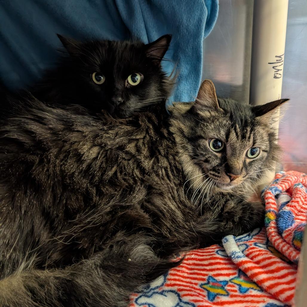 Jimmy, Adoptable, Adult Male Domestic Medium Hair.