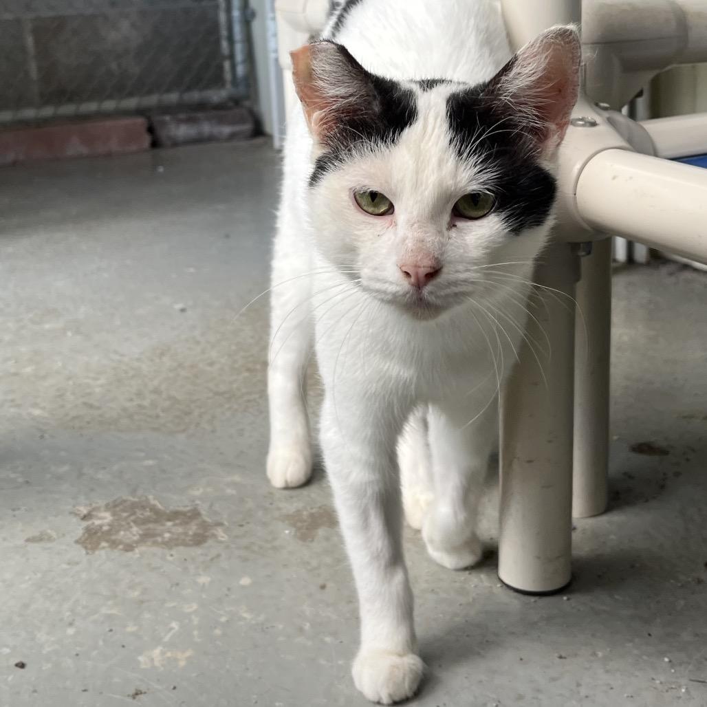 Tek, Adoptable, Adult Male Domestic Short Hair.