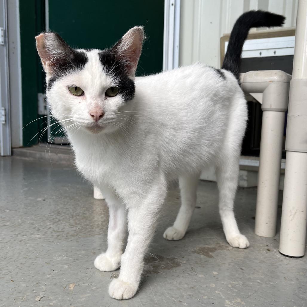 Enlarge Tek, a Adoptable Domestic Short Hair in Asher, OK image 2/3