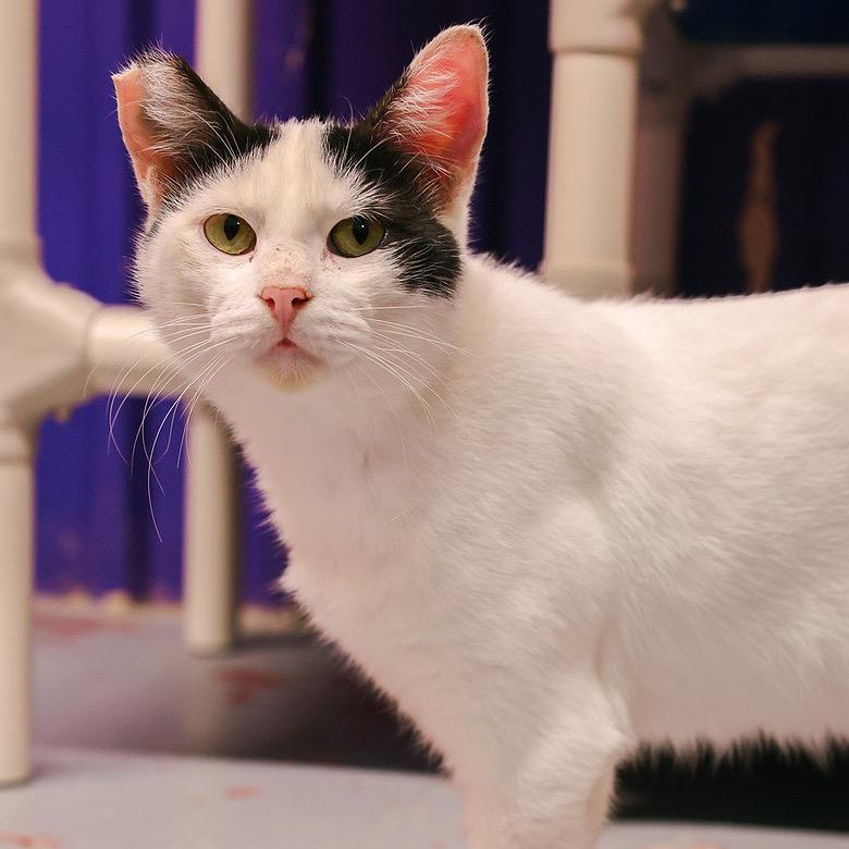 Enlarge Tek, a Adoptable Domestic Short Hair in Asher, OK image 3/3
