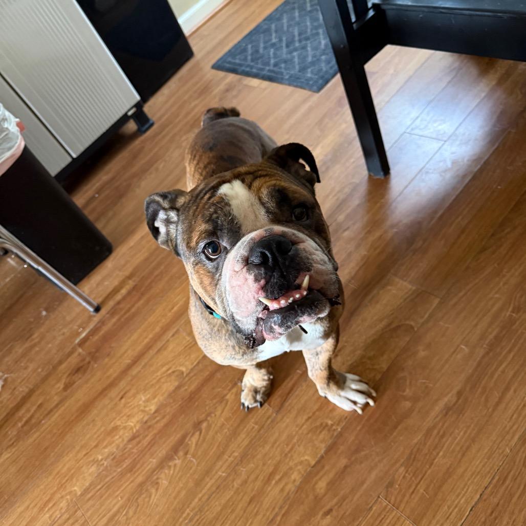 Enlarge Biggie, a Adoptable English Bulldog in Huber Heights, OH image 1/1
