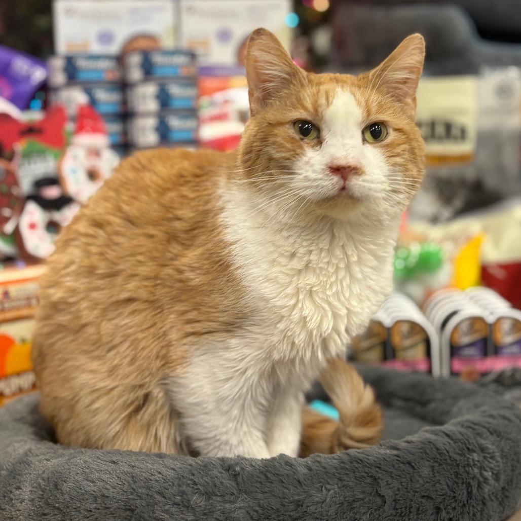 Enlarge Professor Farnsworth, a Adoptable Domestic Short Hair in Chicago, IL image 1/2