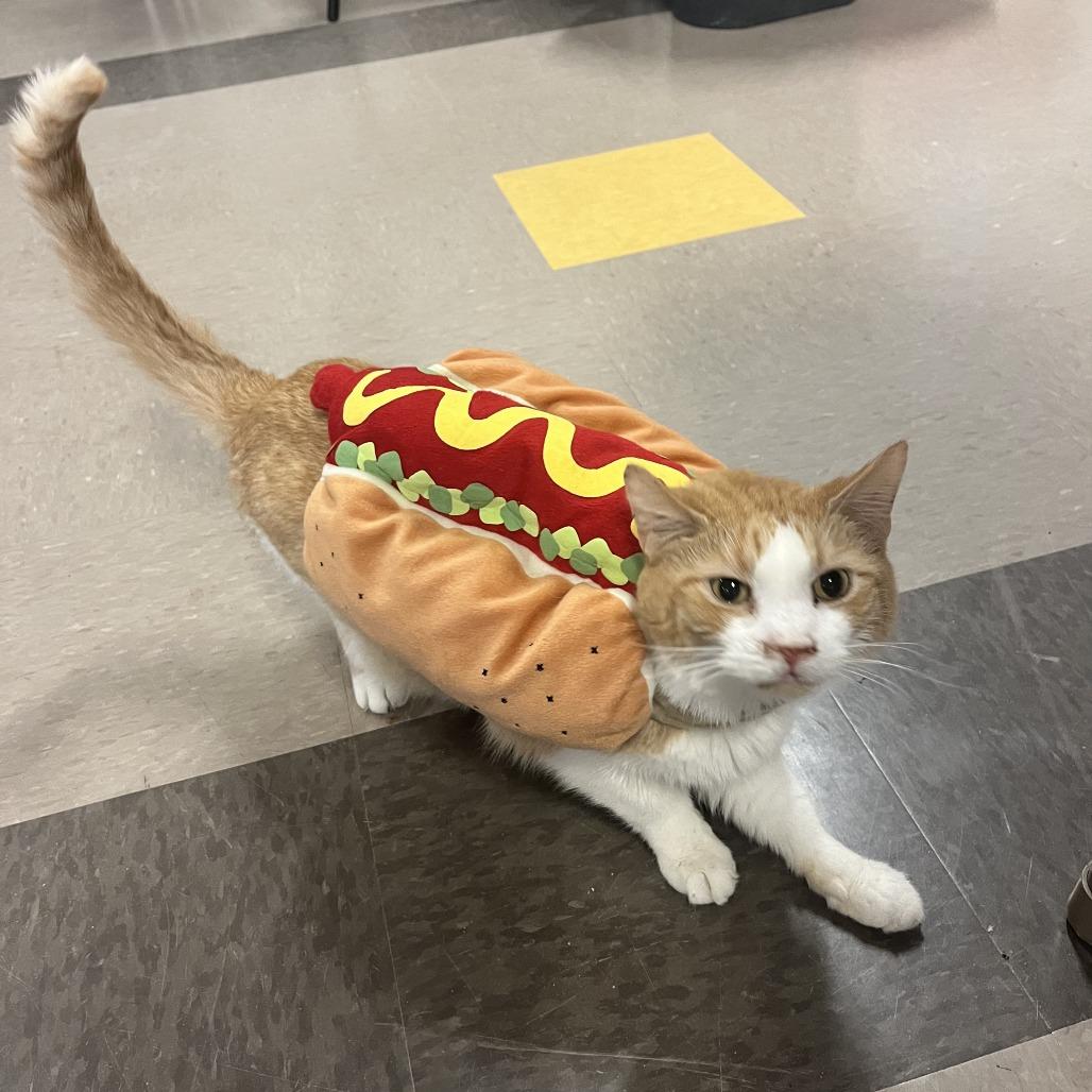 Enlarge Professor Farnsworth, a Adoptable Domestic Short Hair in Chicago, IL image 2/2