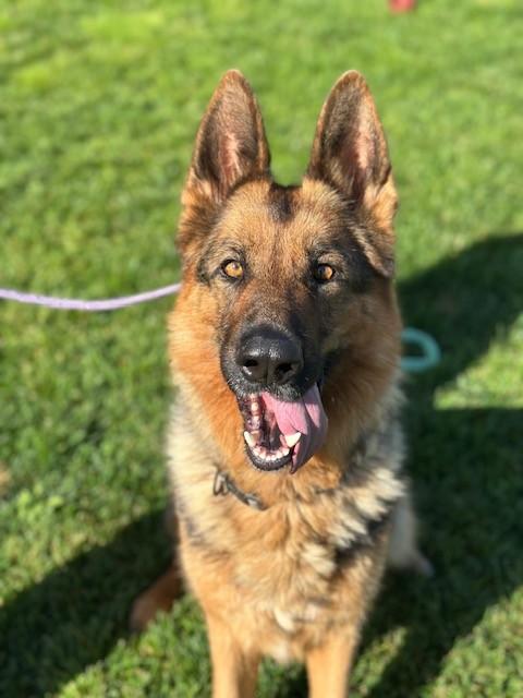 Brandy, ADOPTABLE, Adult Female German Shepherd Dog.