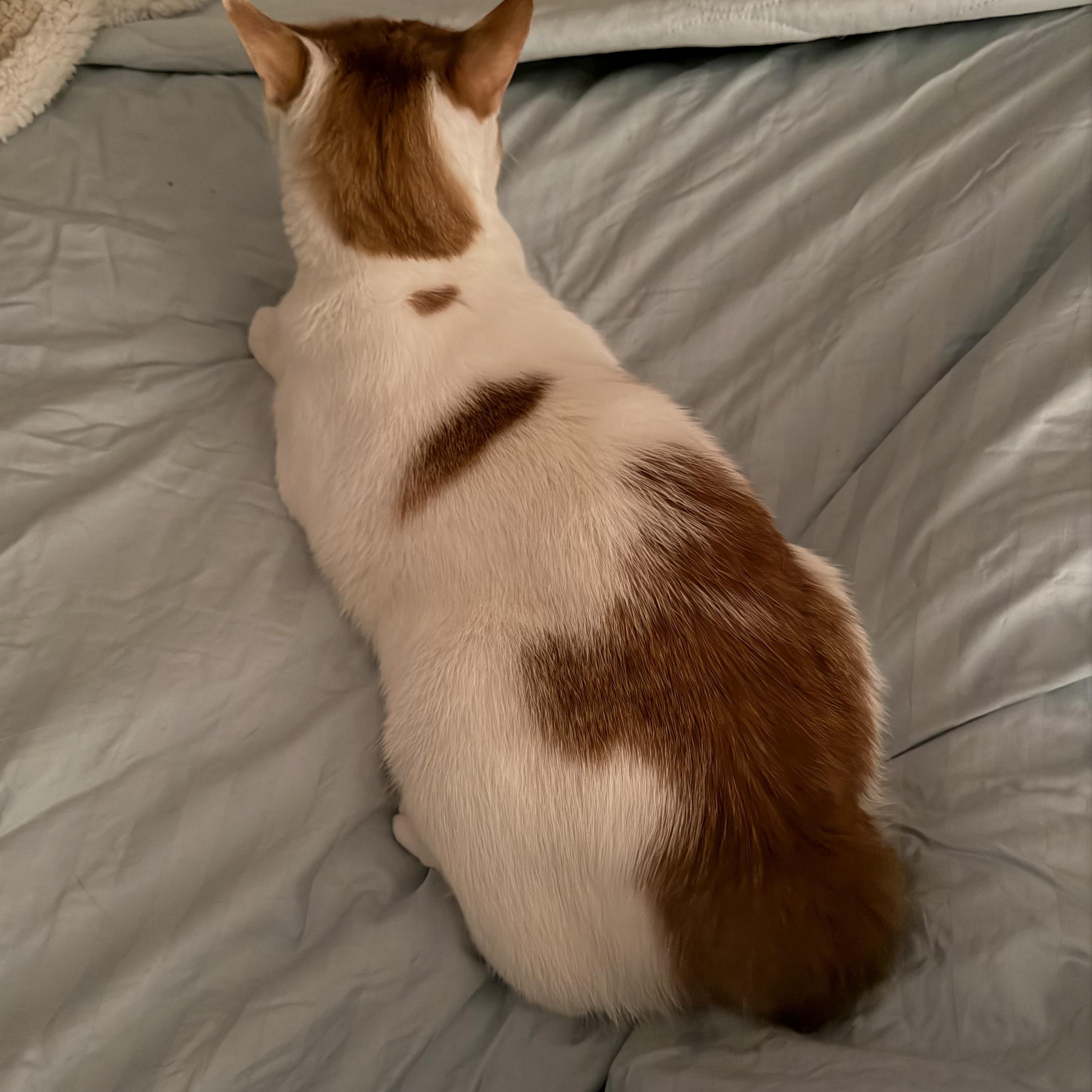 Enlarge Nilah, a Adoptable American Bobtail in jacksonville, FL image 3/6
