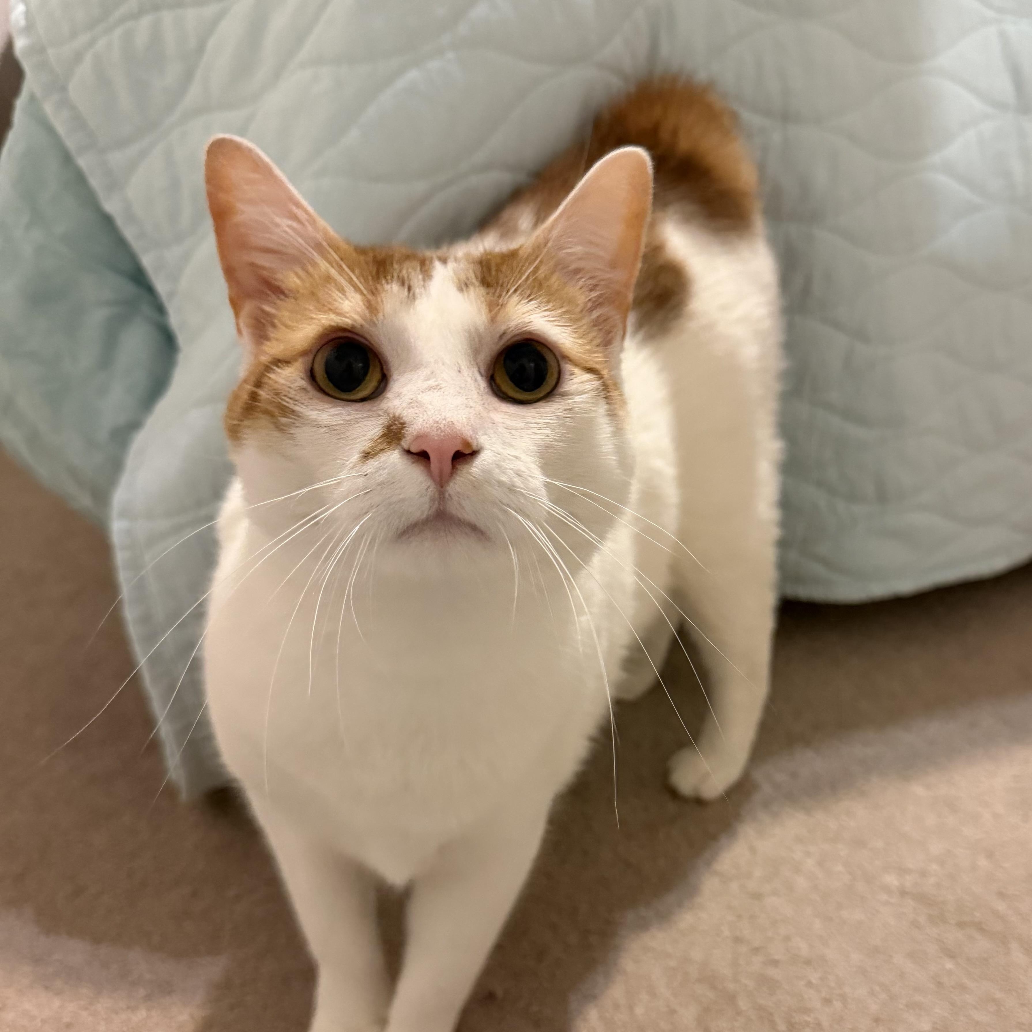Enlarge Nilah, a Adoptable American Bobtail in jacksonville, FL image 2/6