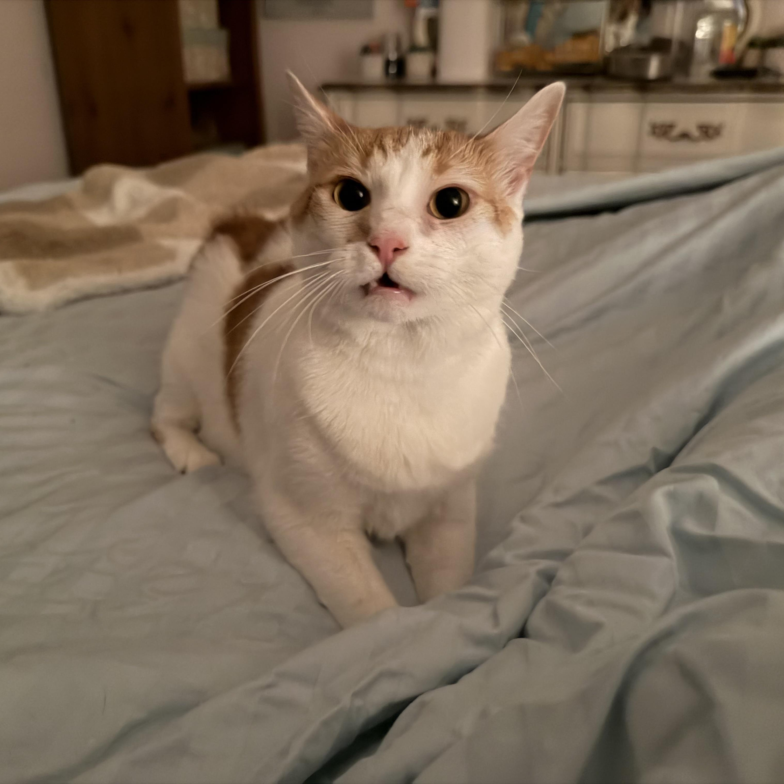 Enlarge Nilah, a Adoptable American Bobtail in jacksonville, FL image 6/6