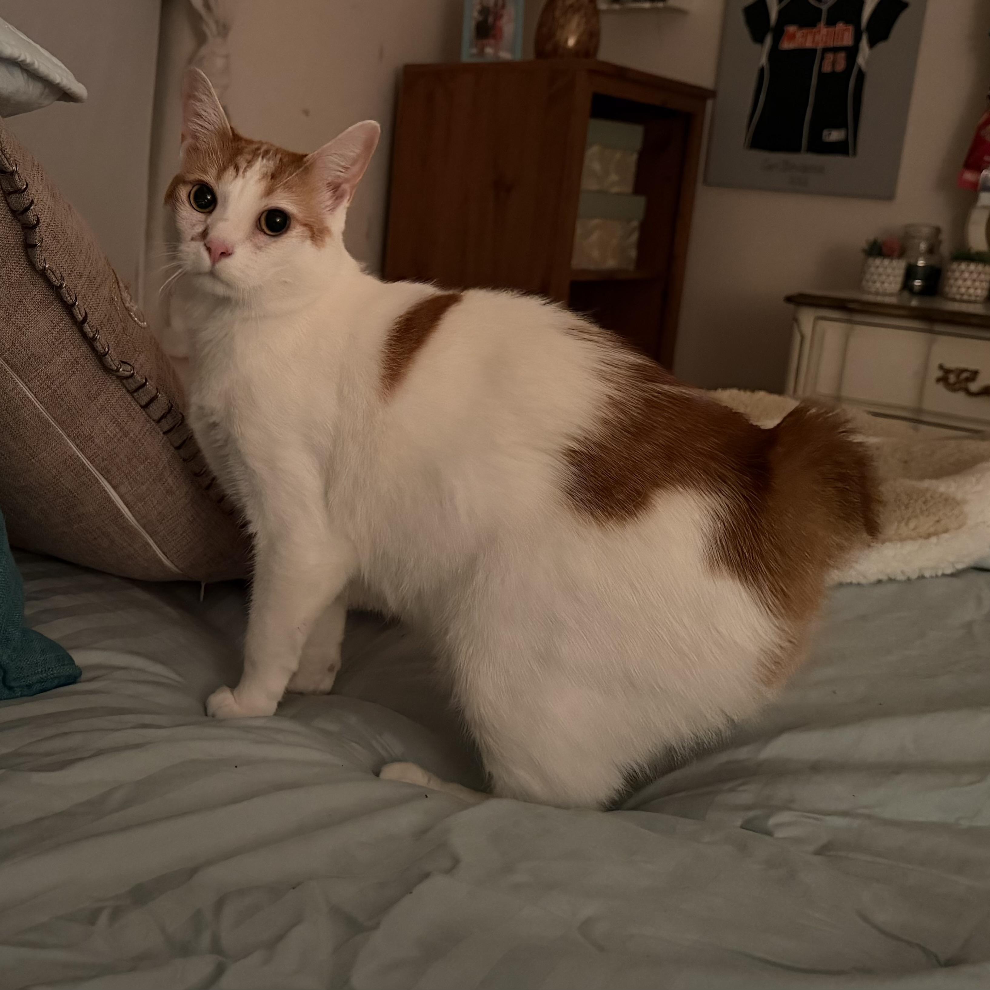 Nilah, ADOPTABLE, Adult • Female, American Bobtail.