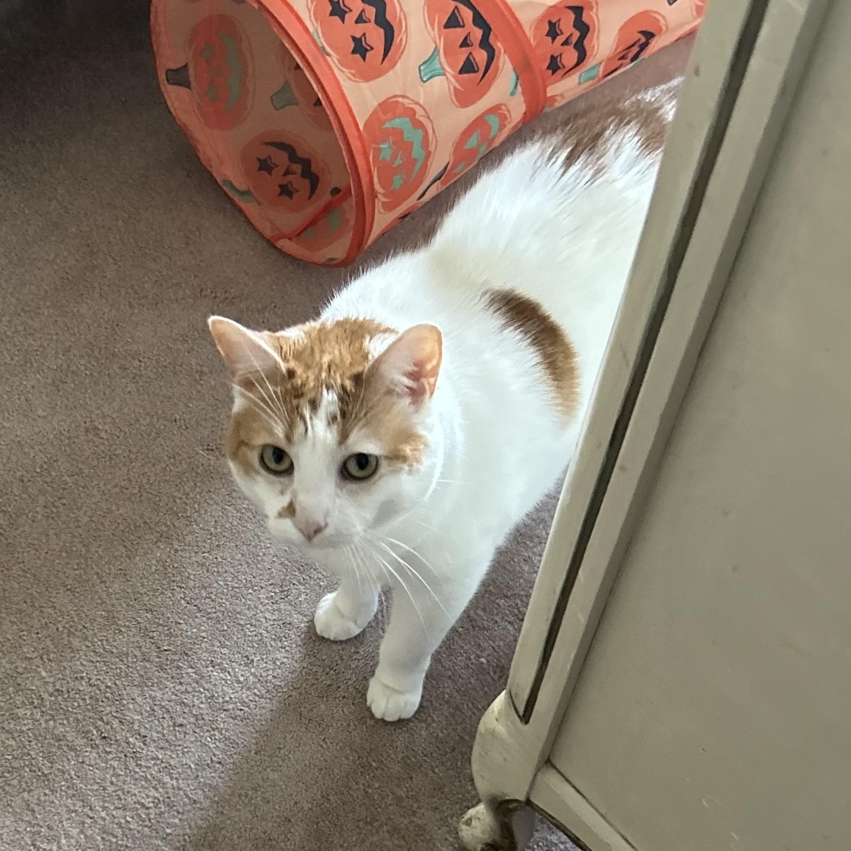 Enlarge Nilah, a Adoptable American Bobtail in jacksonville, FL image 5/6