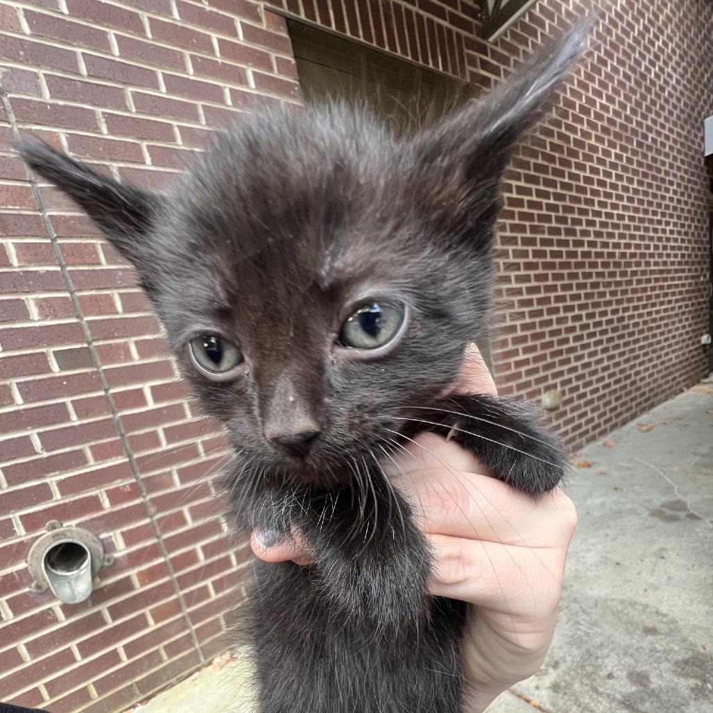 Tug Boat, Adoptable, Kitten Male Domestic Short Hair.