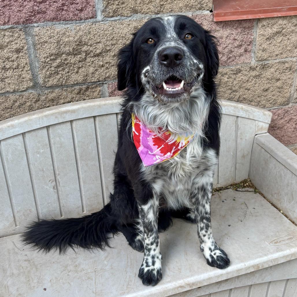 Hopper, Adoptable, Adult Male Border Collie & Shepherd.
