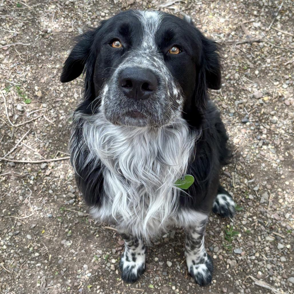 Hopper, a Adoptable mixed breed in Glenwood Springs, CO image 2/5