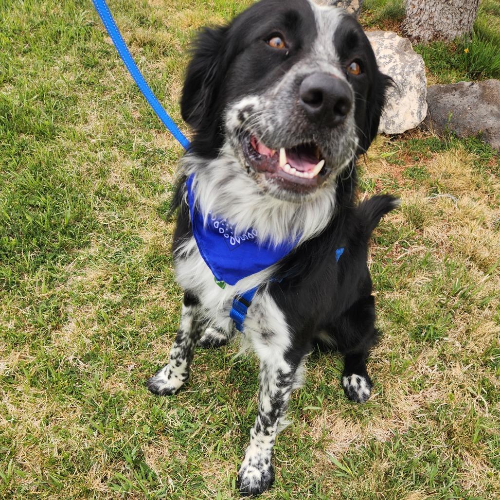 Hopper, a Adoptable mixed breed in Glenwood Springs, CO image 4/5