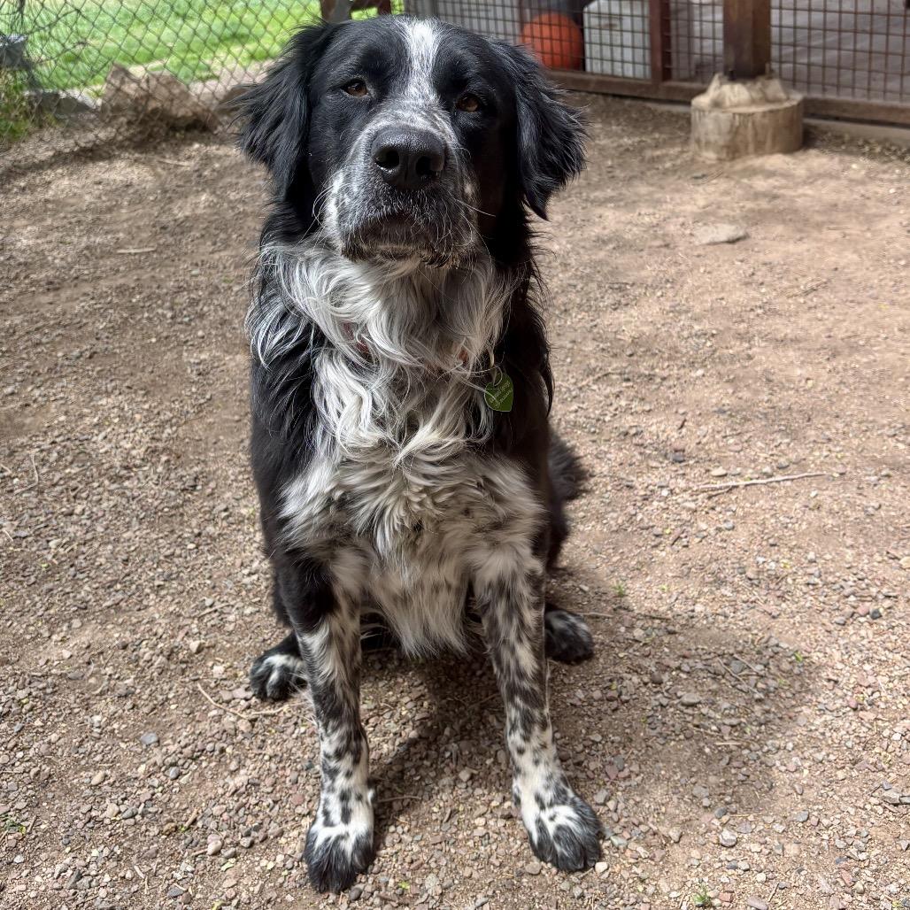 Hopper, a Adoptable mixed breed in Glenwood Springs, CO image 5/5