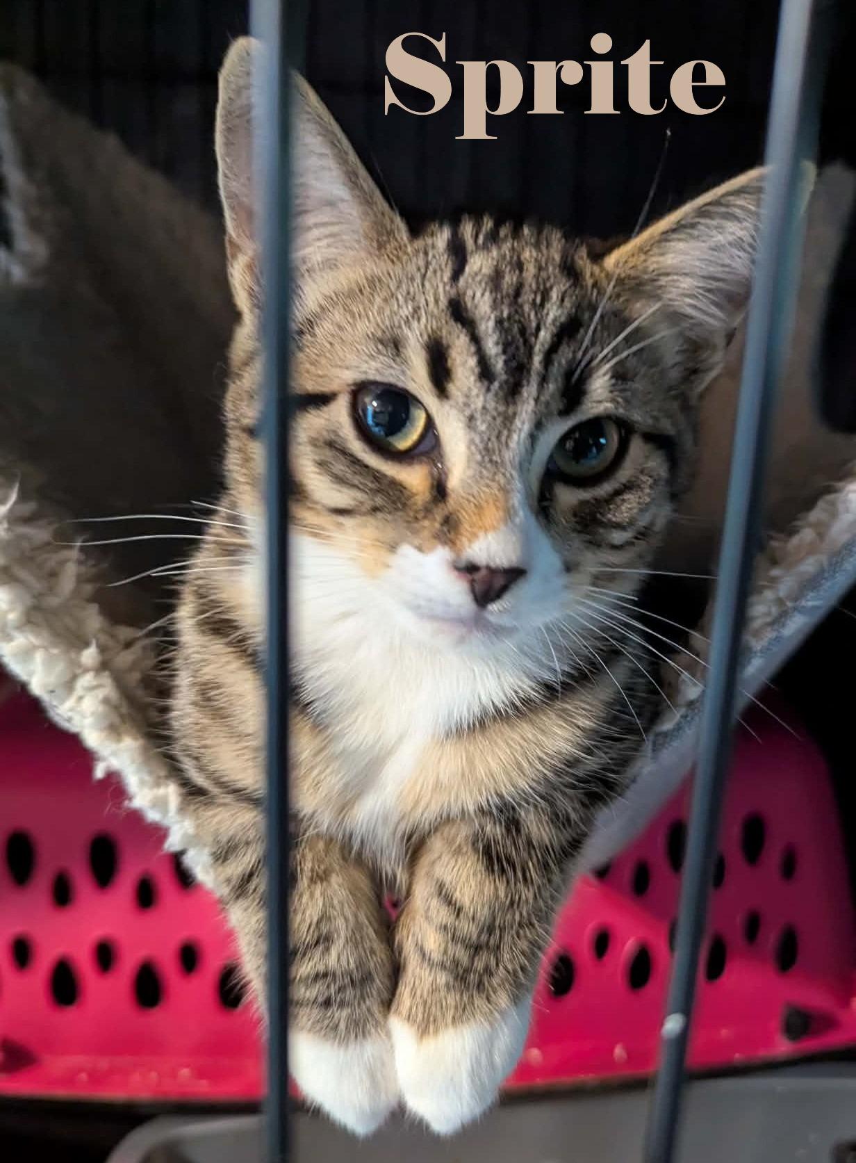 Enlarge Sprite, an adopted Domestic Short Hair in Shawnigan Lake, BC image 1/1