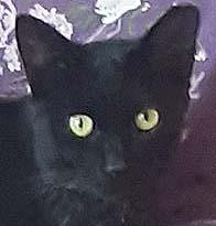 Pippin, Adoptable, Adult Male Domestic Short Hair.