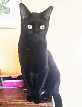 Enlarge Pippin, a Adoptable Domestic Short Hair in Tiburon, CA image 1/4