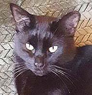 Enlarge Pippin, a Adoptable Domestic Short Hair in Tiburon, CA image 2/3