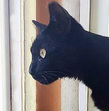 Pippin, a Adoptable Domestic Short Hair in Tiburon, CA image 3/4