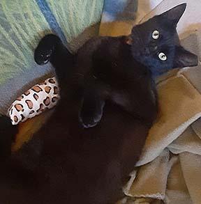 Pippin, a Adoptable Domestic Short Hair in Tiburon, CA image 4/4