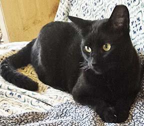 Enlarge Pippin, a Adoptable Domestic Short Hair in Tiburon, CA image 3/3