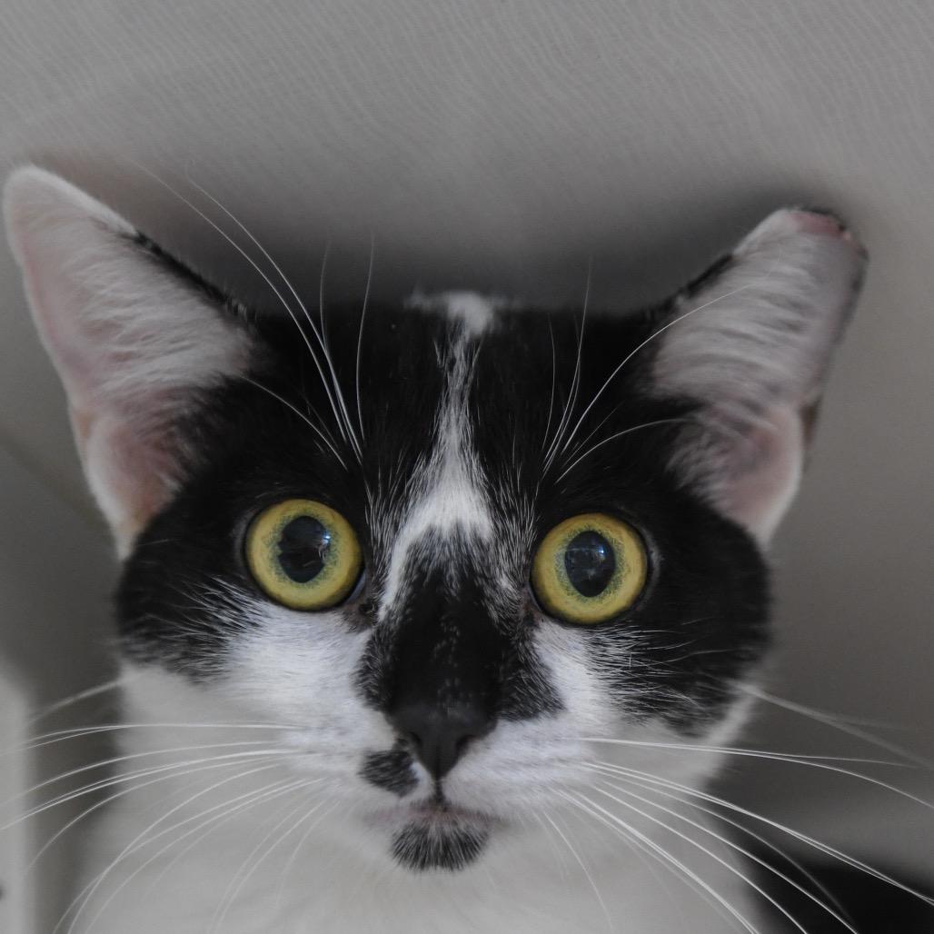 Marina, Adoptable, Young Female Domestic Short Hair.