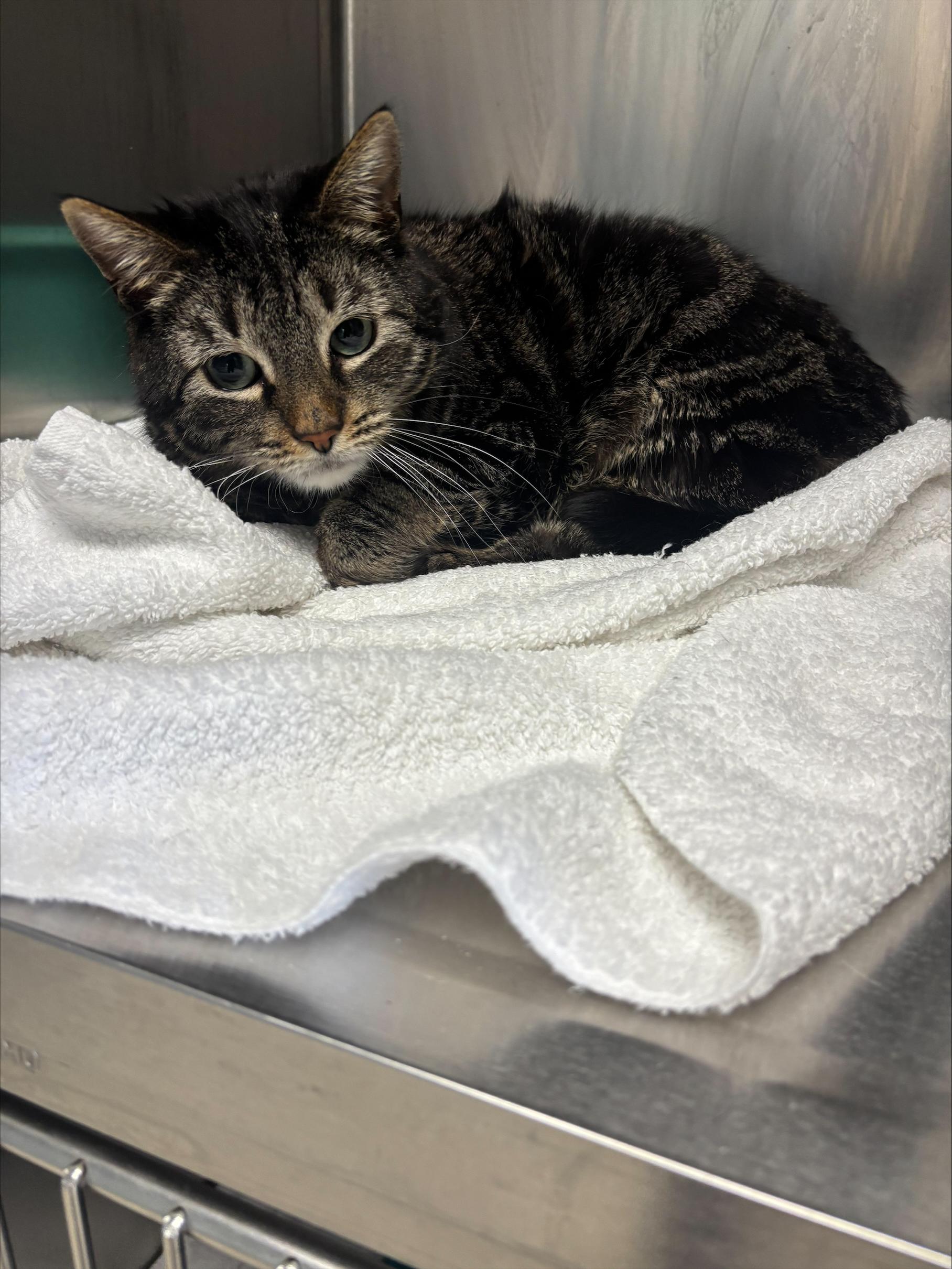 Baby Girl , adopted, Young Female American Shorthair.