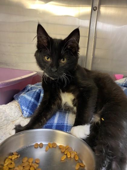 Enlarge Chestnut, a Adoptable Domestic Short Hair in Hastings, MN image 1/1
