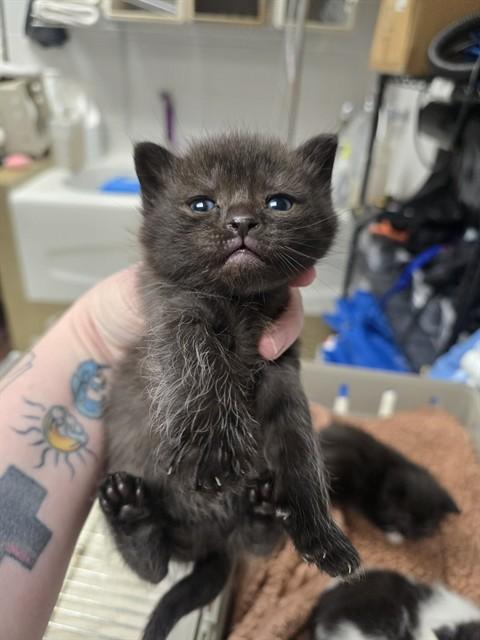 Enlarge JANE AUSTEN, a Adoptable Domestic Short Hair in Easton, MD image 1/1