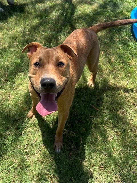 Enlarge JOHNNY, a Adoptable mixed breed in Blythe, CA image 1/1