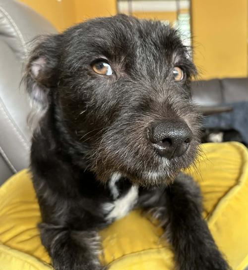 Button, a ADOPTABLE mixed breed in Pittsburg, CA image 2/3
