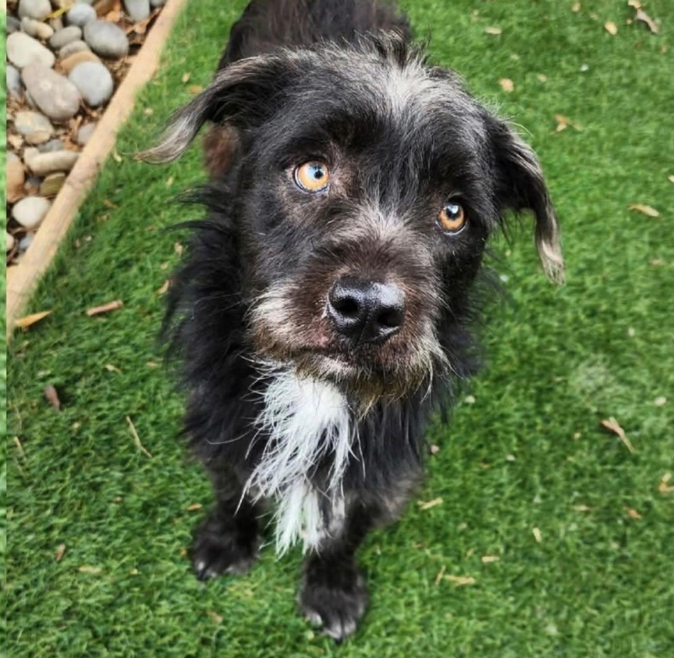Button, ADOPTABLE, Young Male Schnauzer & Wirehaired Terrier.