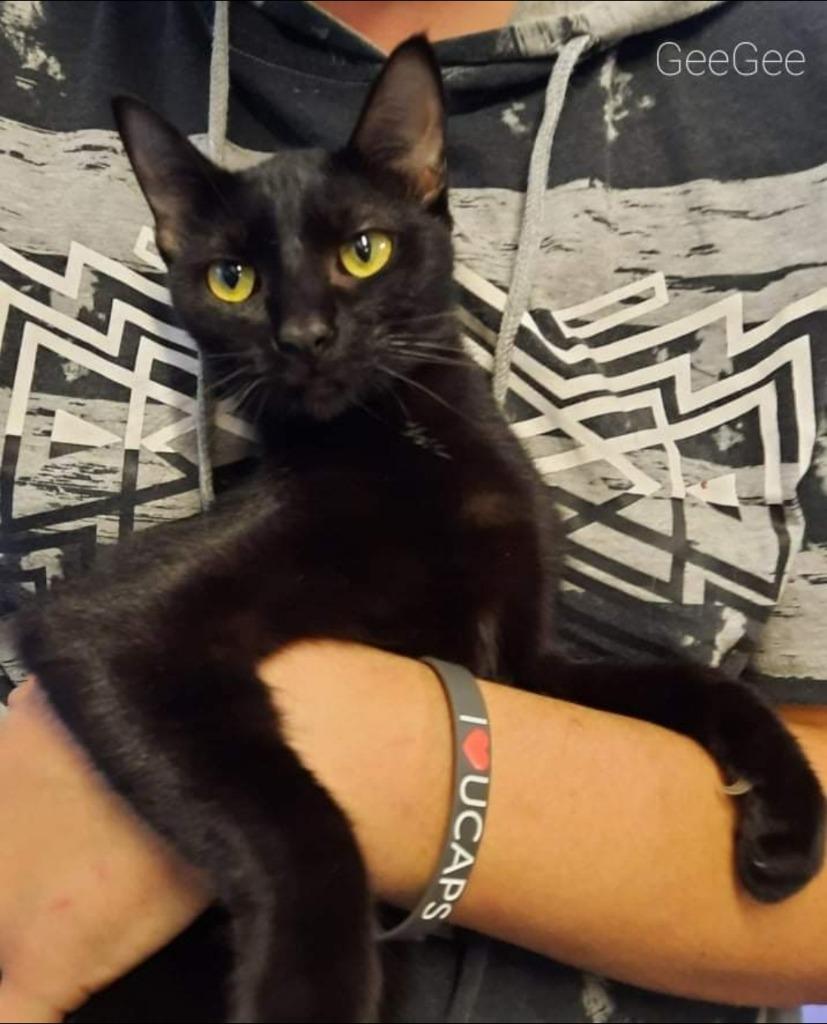 Enlarge GeeGee, a Adoptable mixed breed in El Dorado, AR image 1/1