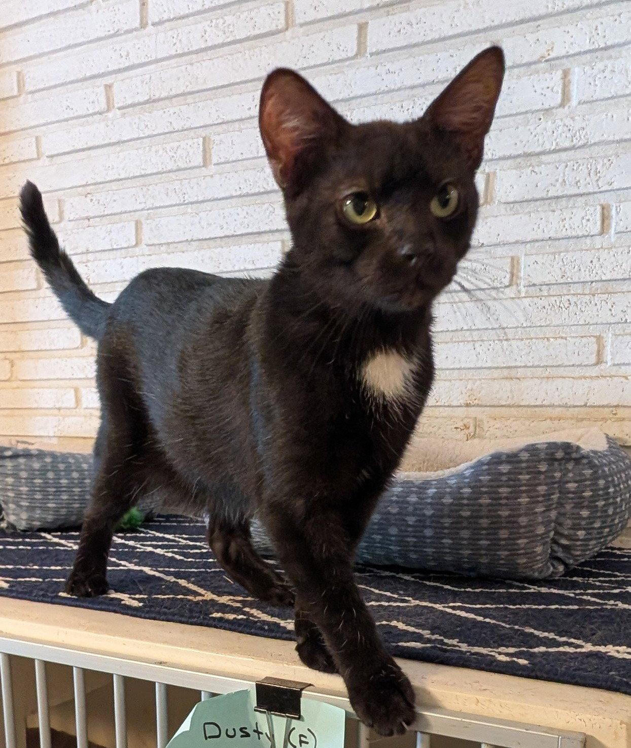 Enlarge Harrison, a Adopted Domestic Short Hair in Pompano Beach, FL image 1/3