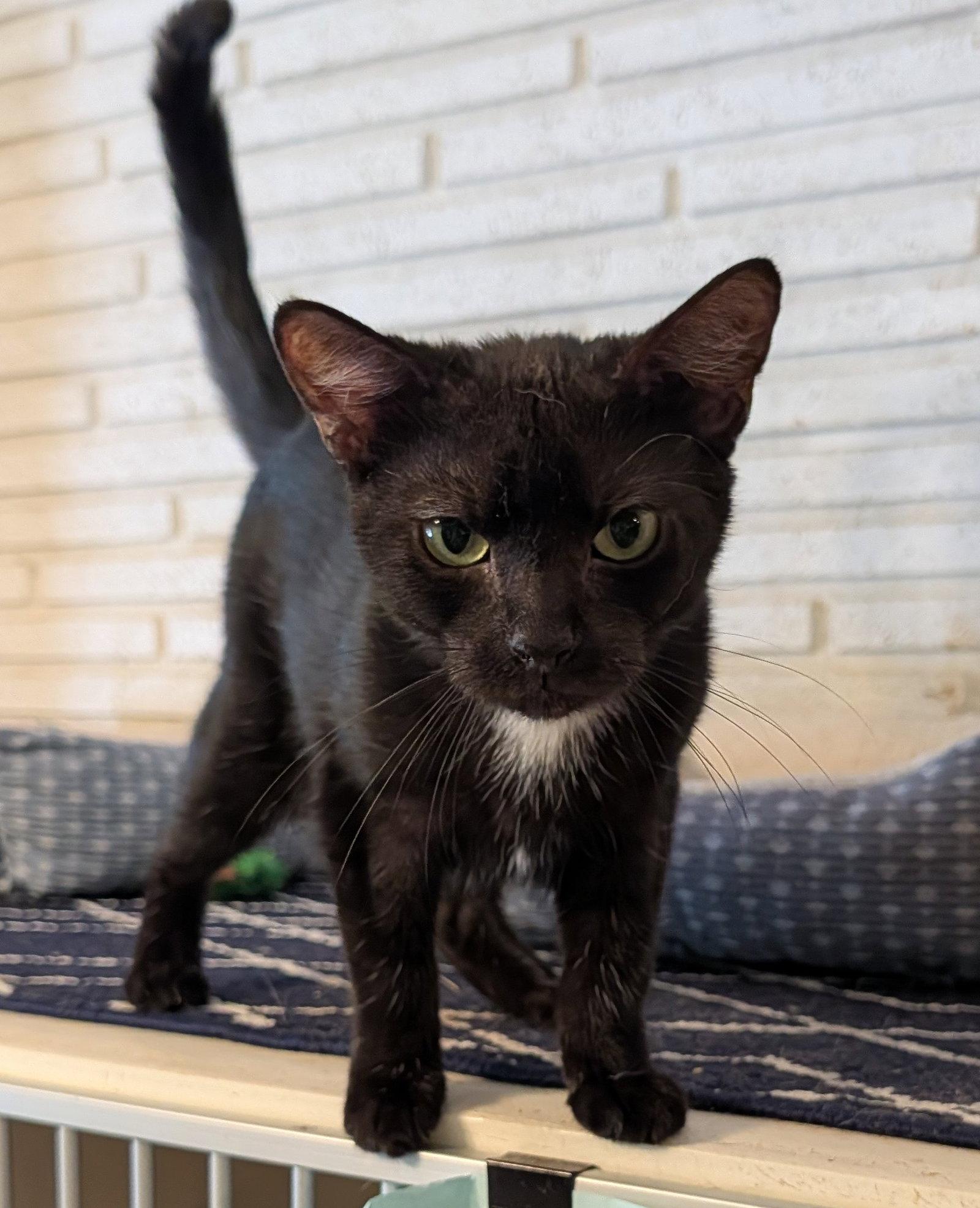Enlarge Harrison, a Adopted Domestic Short Hair in Pompano Beach, FL image 2/3
