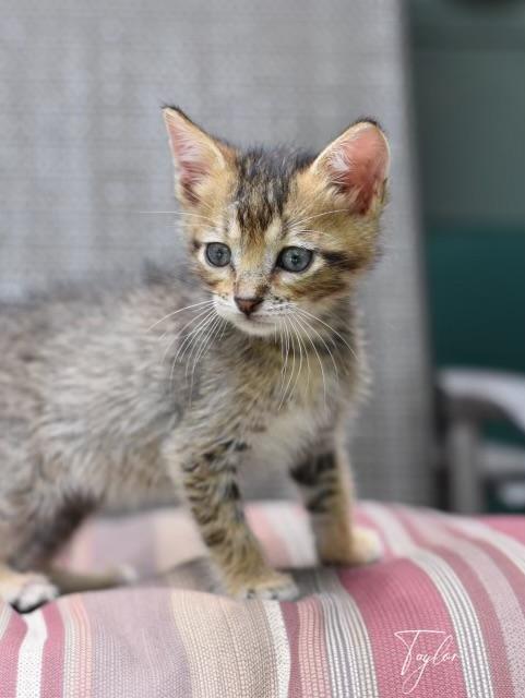 Cats & Kittens for Adoption in Haddonfield, NJ | Petfinder