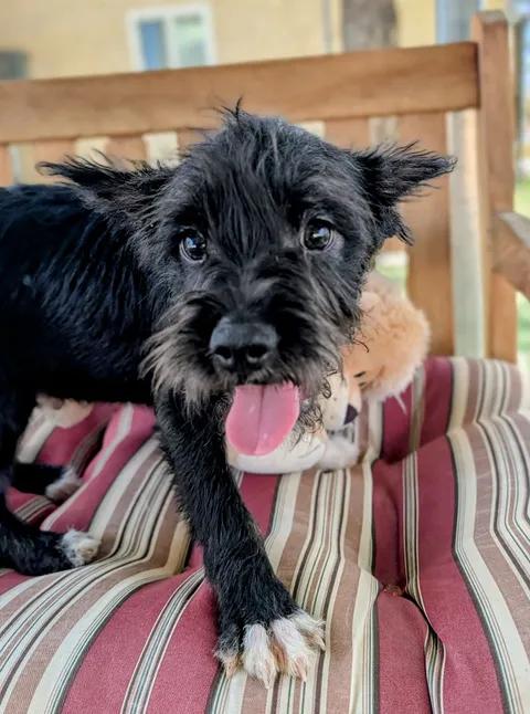 26-21B, adopted, Young Male Terrier.