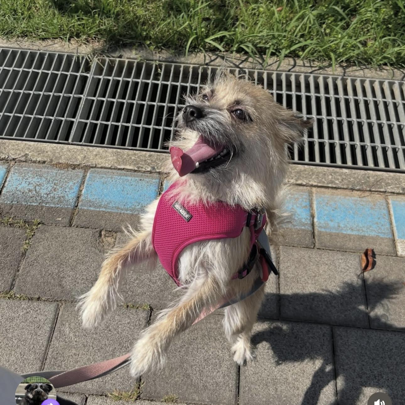 Enlarge Tol, a Adoptable mixed breed in Westbrook , ME image 6/6