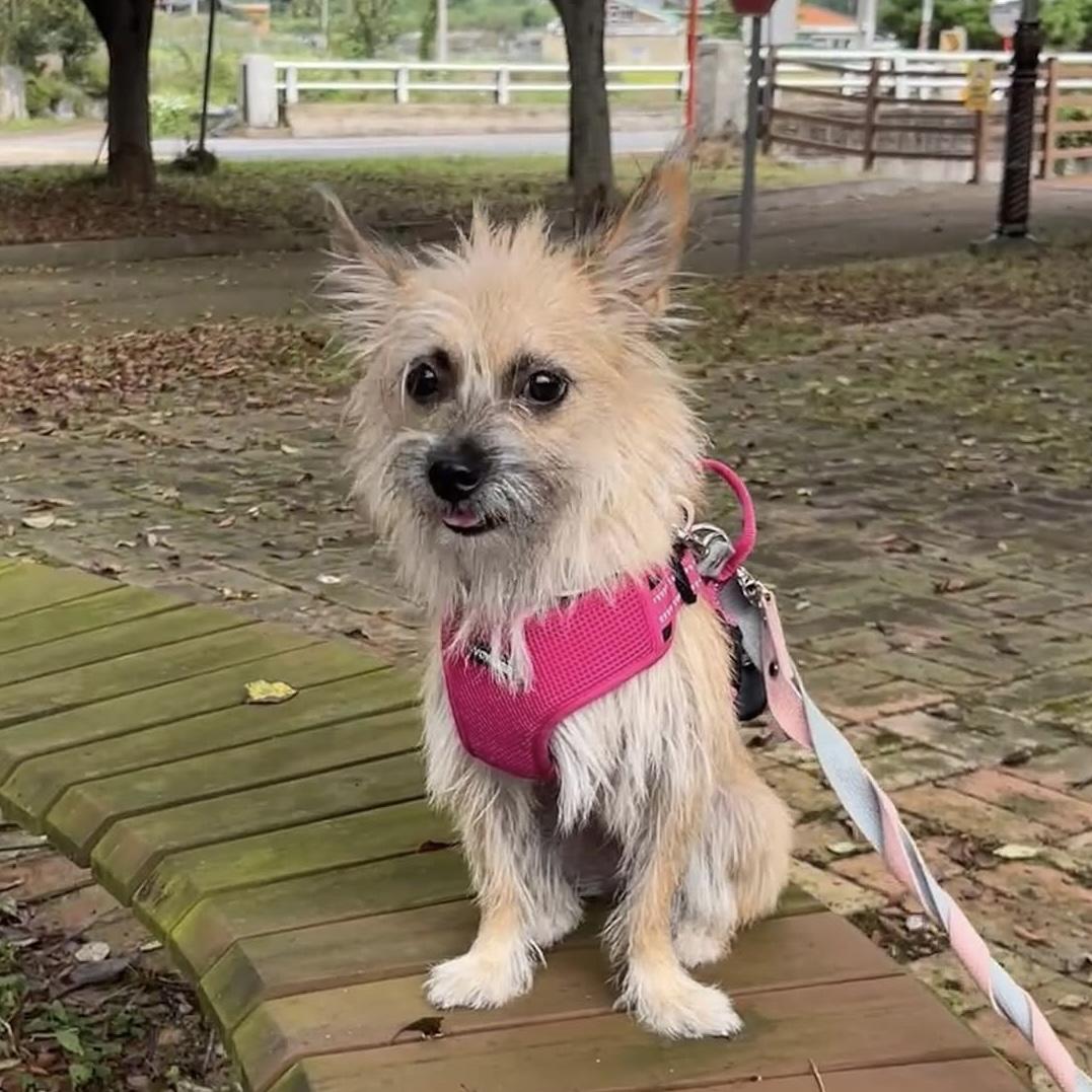 Tol, Adoptable, Young Female Norwich Terrier & Yorkshire Terrier.