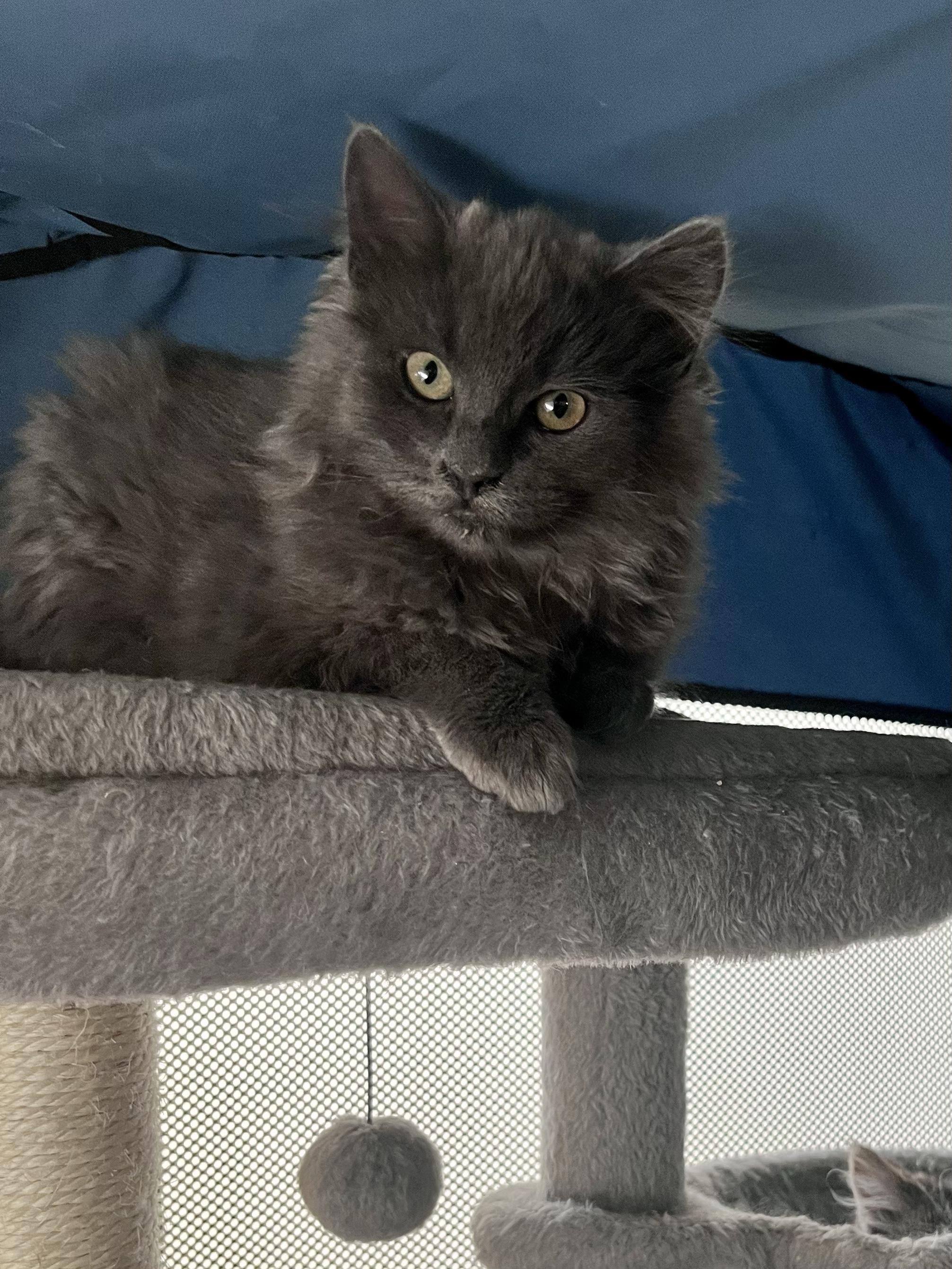 Enlarge Razzle Dazzle, a ADOPTABLE Domestic Long Hair in North Haven, CT image 4/6