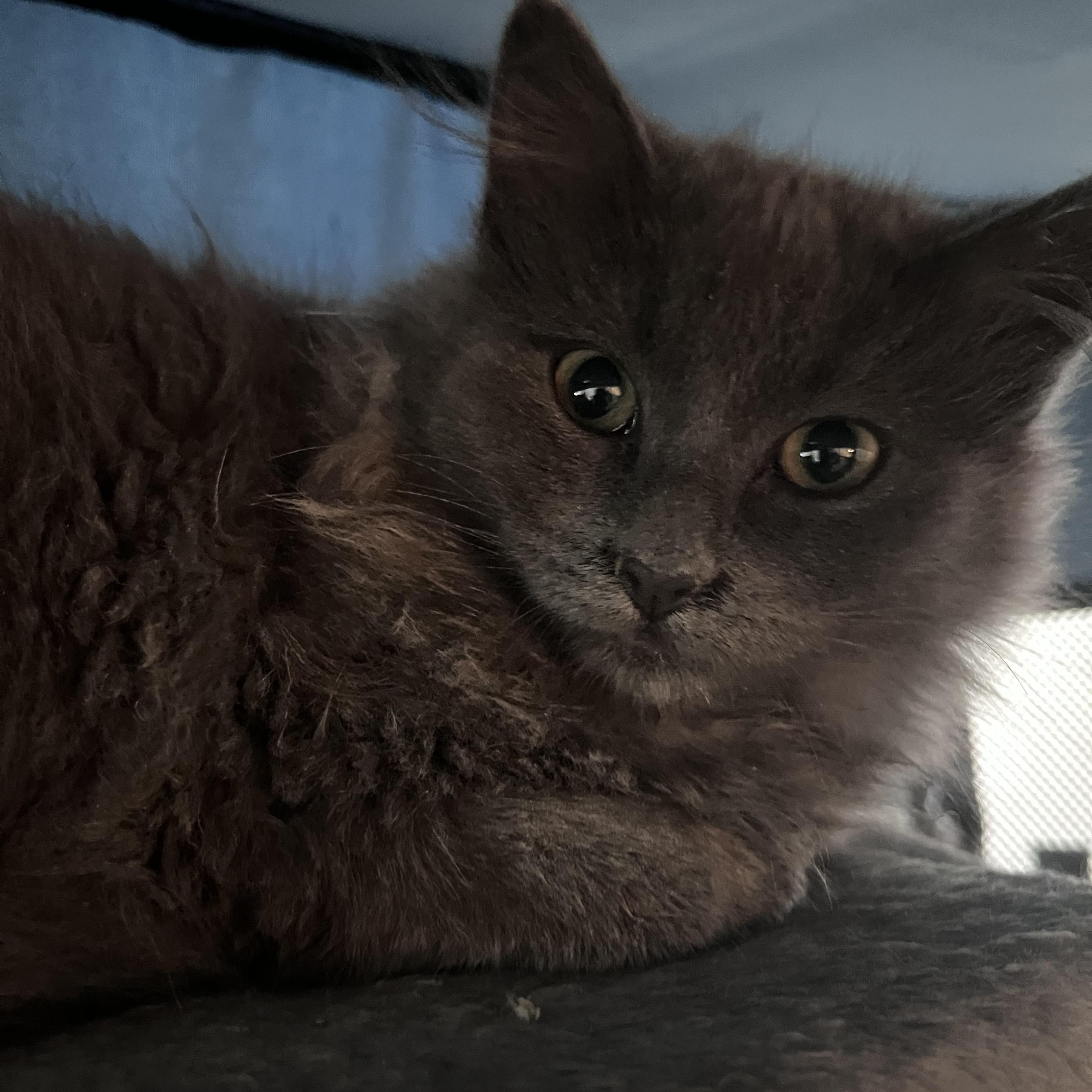 Enlarge Razzle Dazzle, a ADOPTABLE Domestic Long Hair in North Haven, CT image 2/2