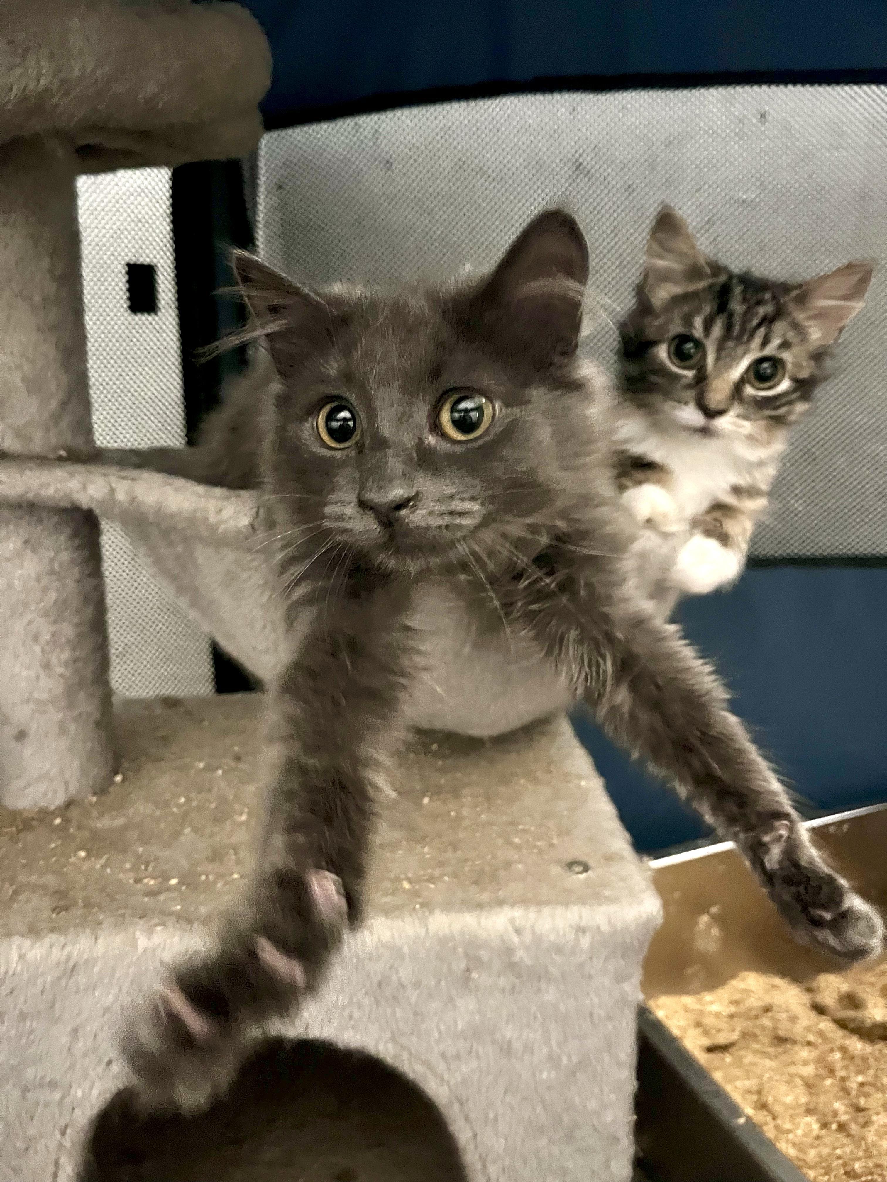 Enlarge Razzle Dazzle, a ADOPTABLE Domestic Long Hair in North Haven, CT image 5/6