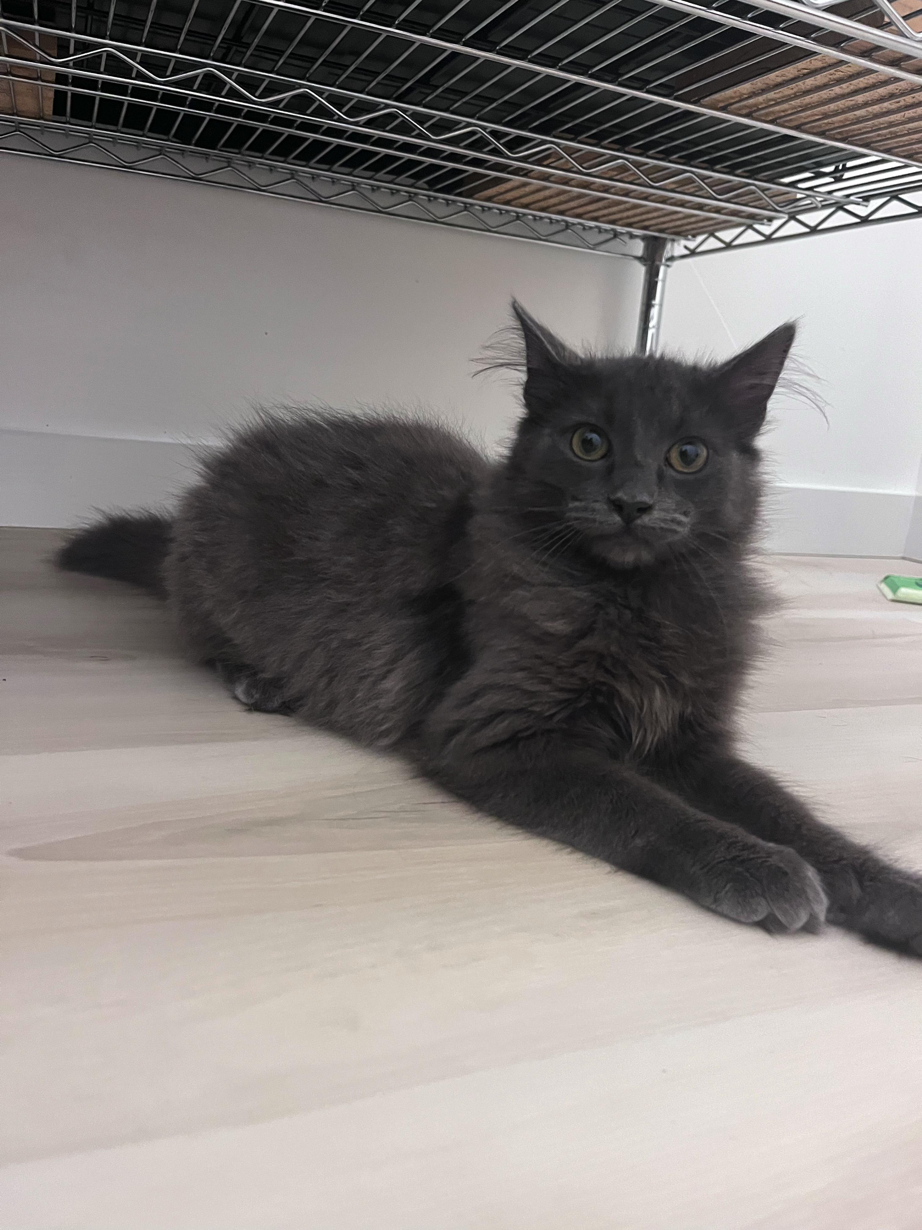 Enlarge Razzle Dazzle, a ADOPTABLE Domestic Long Hair in North Haven, CT image 6/6
